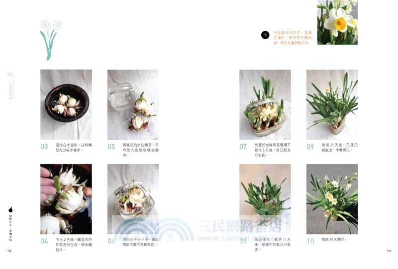 水耕盆栽超好養：無土不招蟲，加水就能活，輕鬆打造室內綠意（2025暢銷改版）