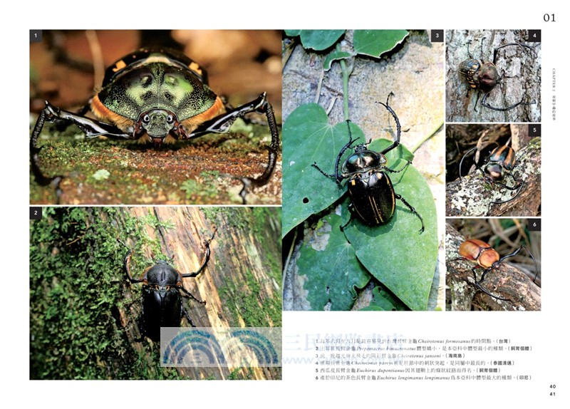 甲蟲日記簿（增訂版）