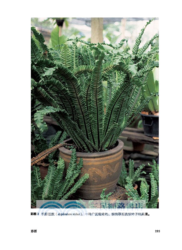 蕨類植物的秘密生活（簡體書）