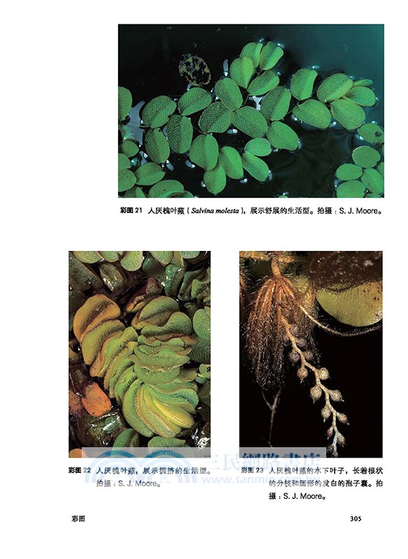 蕨類植物的秘密生活（簡體書）