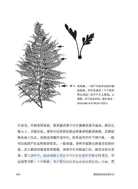 蕨類植物的秘密生活（簡體書）
