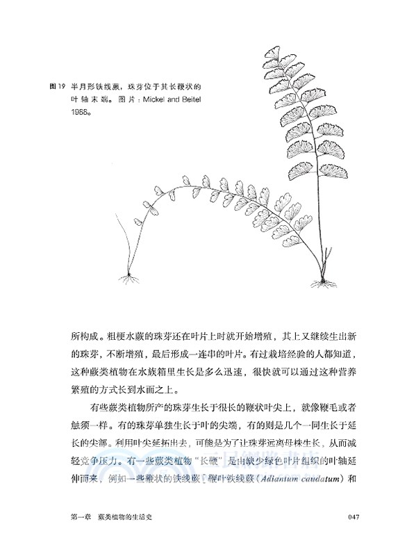 蕨類植物的秘密生活（簡體書）