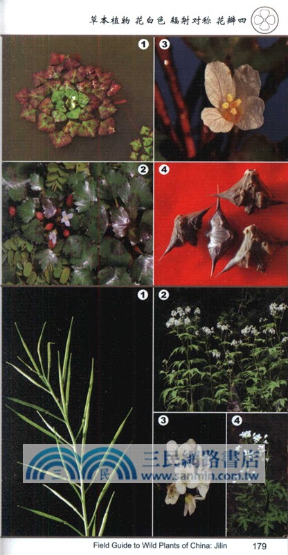 中國常見植物野外識別手冊：吉林冊（簡體書）