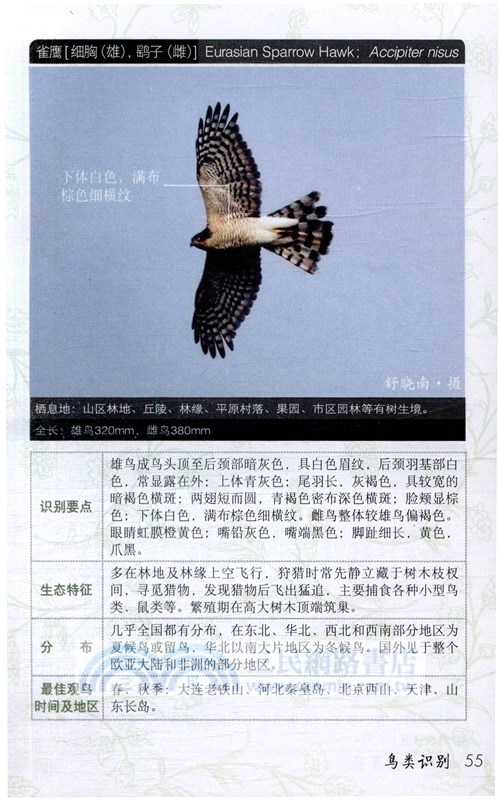 野外觀鳥手冊（簡體書）