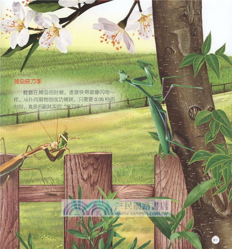 童眼識天下科普館：昆蟲世界（簡體書）