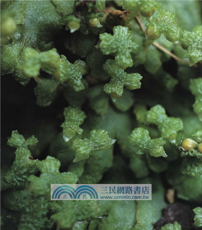 苔蘚圖鑒（簡體書）