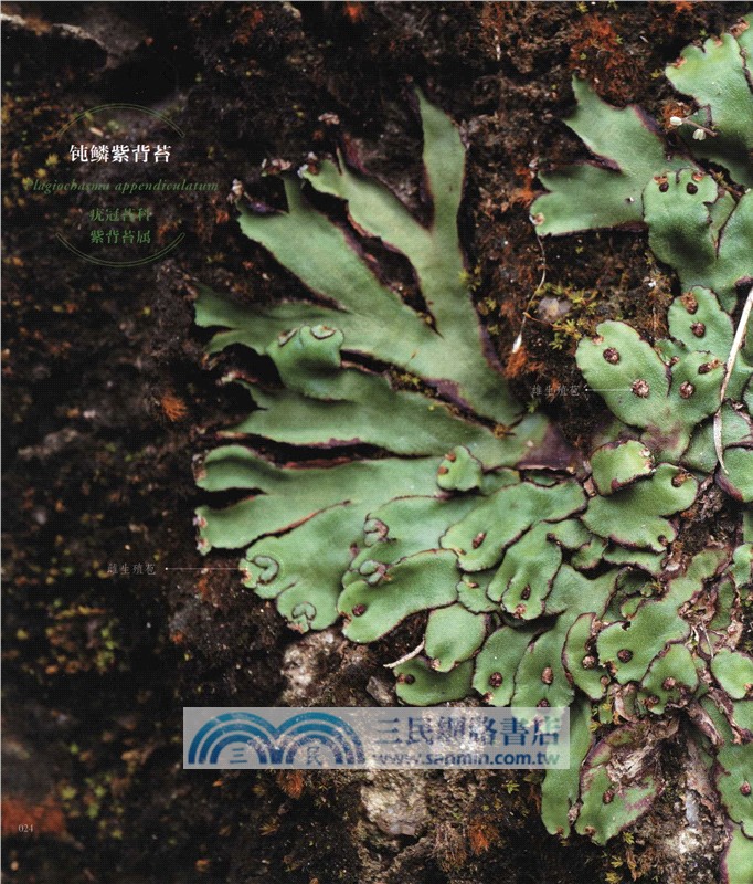 苔蘚圖鑒（簡體書）