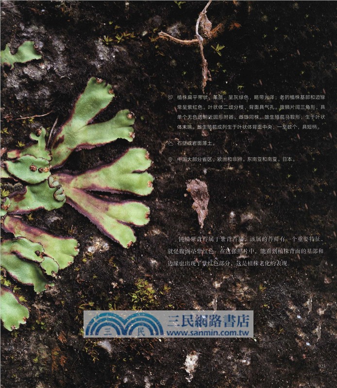 苔蘚圖鑒（簡體書）