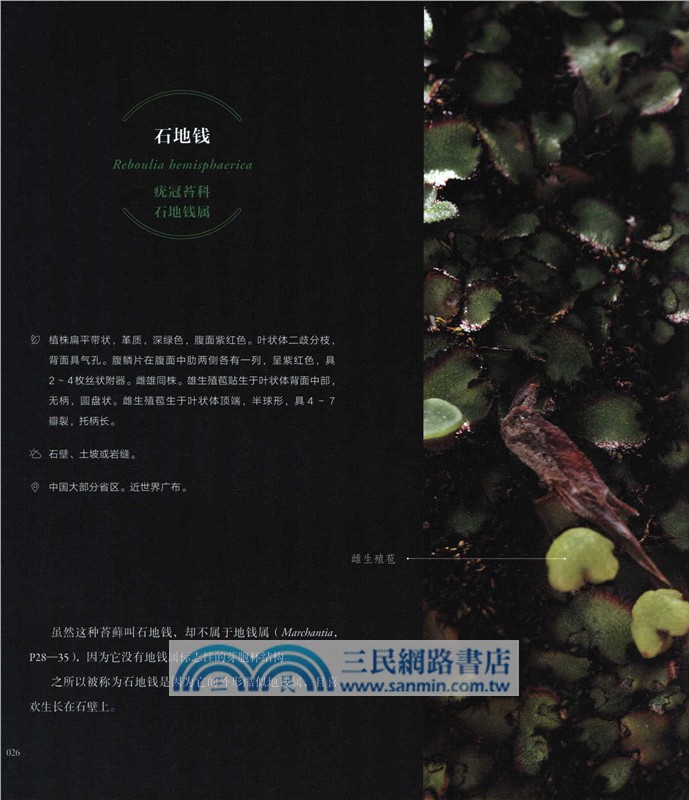 苔蘚圖鑒（簡體書）