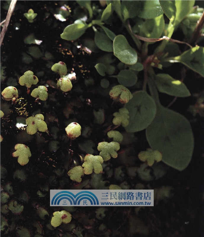 苔蘚圖鑒（簡體書）