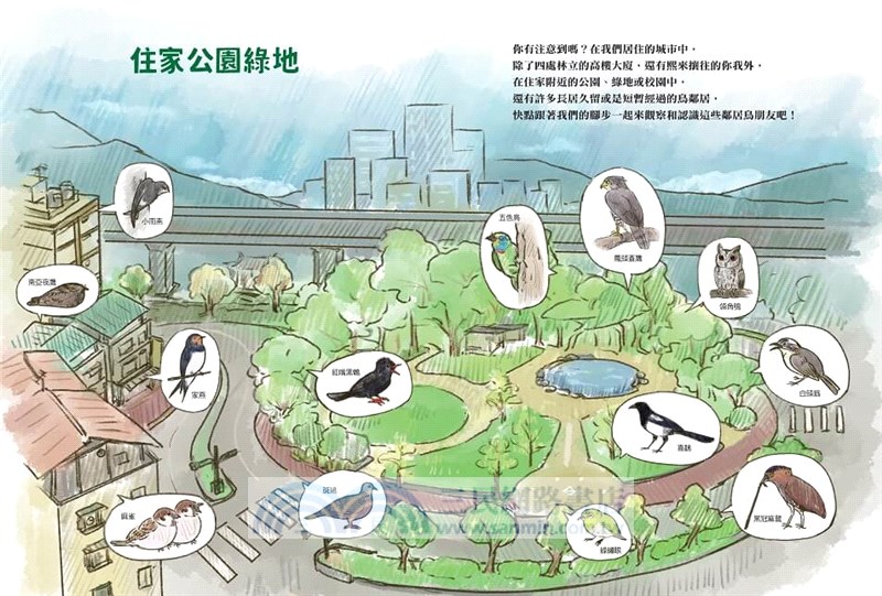 我家附近的鳥鄰居（首刷贈限量「跟著阿鏘賞鳥趣！」彩繪明信片組）：超搞笑又認真的鳥類圖鑑，觀察鳥兒們令人意想不到的日常