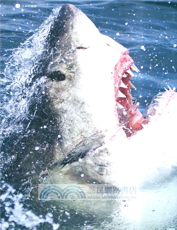 生命的奧秘Life（簡體書）