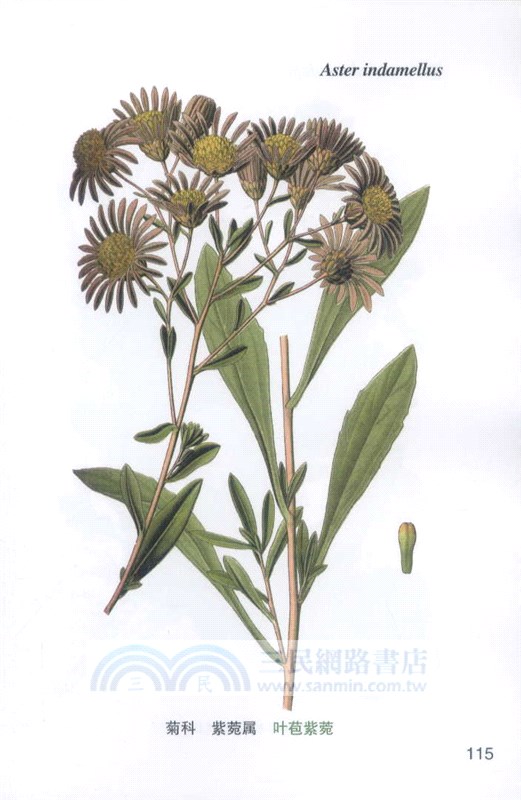 奧托手繪彩色植物圖譜(精華版口袋書)（簡體書）