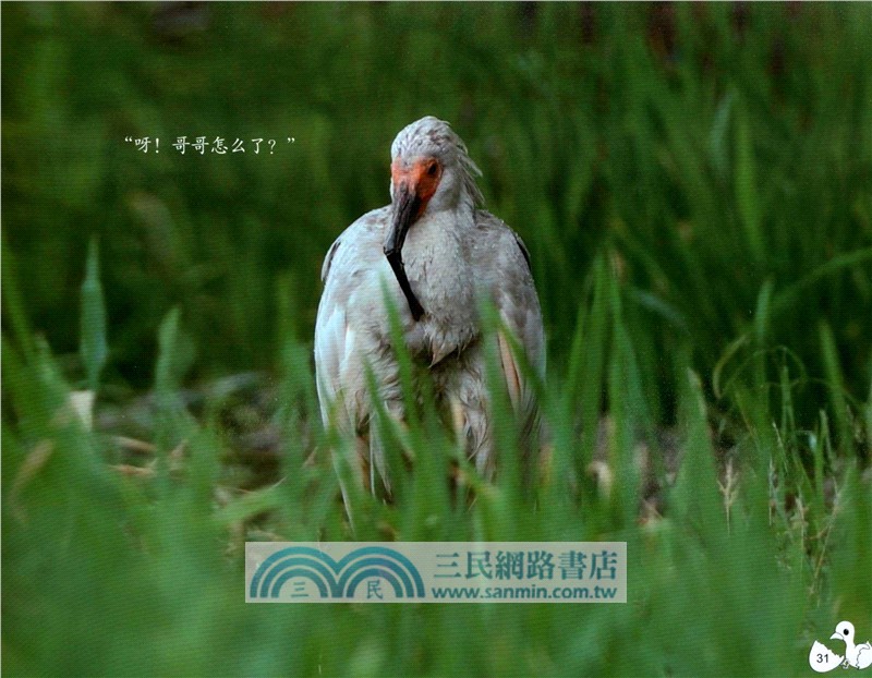 朱鹮的傳說（簡體書）