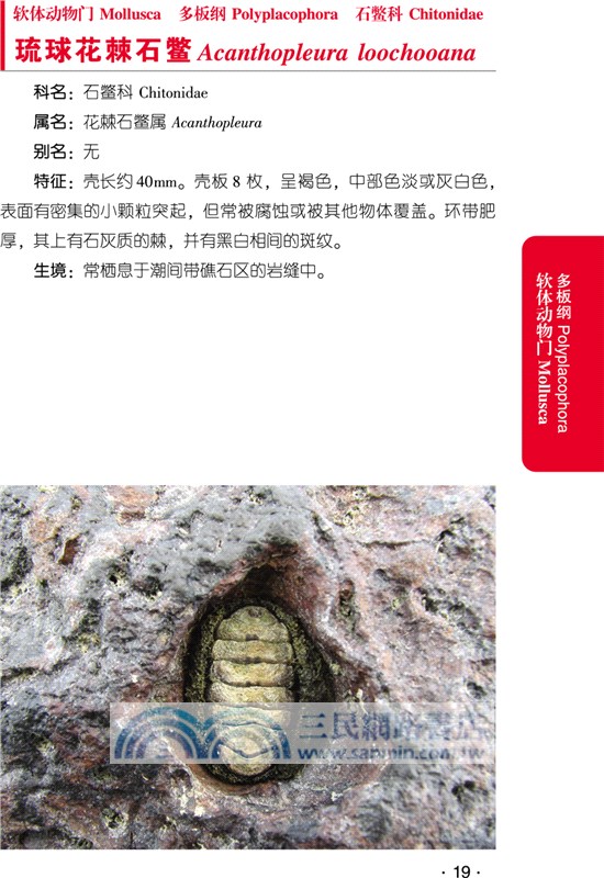 海口濕地：濱海濕地常見大型底棲動物（簡體書）