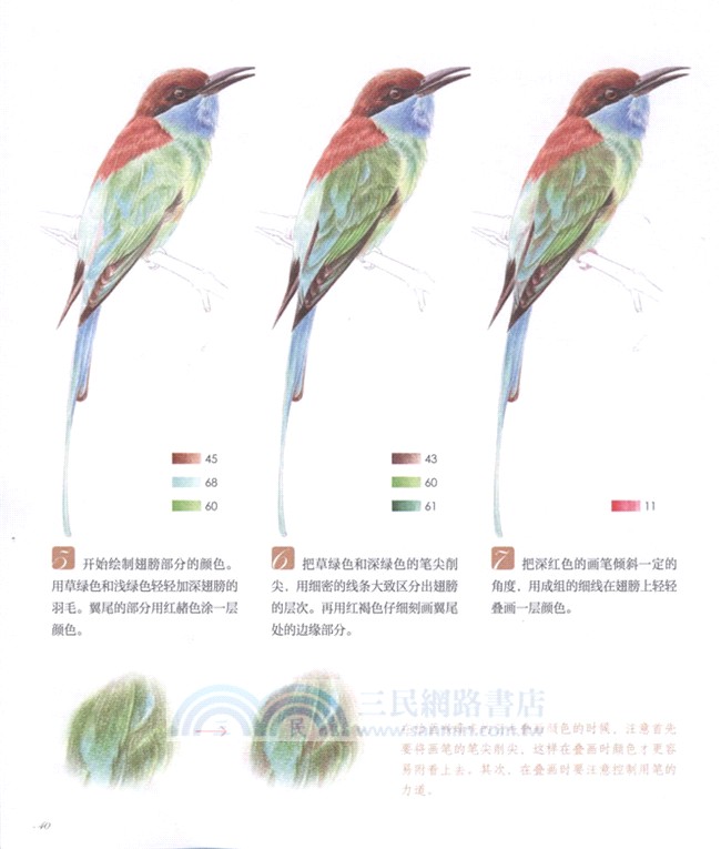 鳥之繪(II)：36種中國鳥的色鉛筆圖繪（簡體書）