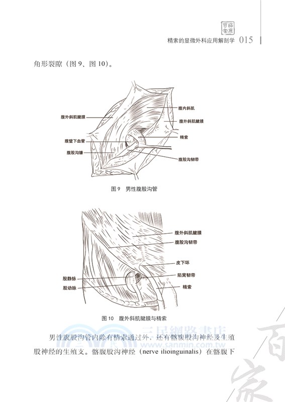 精索靜脈曲張與男性不育症馬全福2020觀點（簡體書）