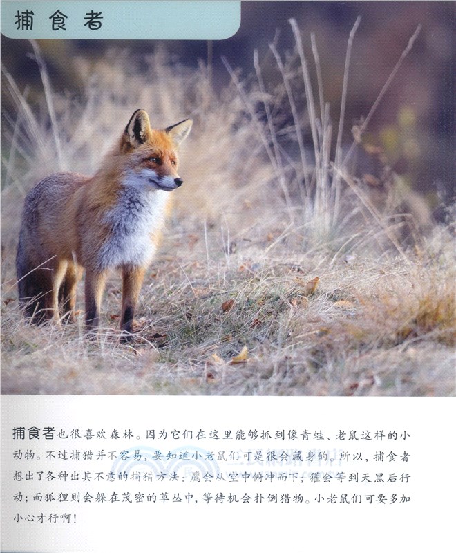自然科學啟蒙之旅：奇妙森林（簡體書）