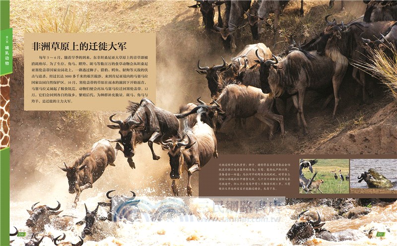 中國兒童動物百科全書(第2版)（簡體書）