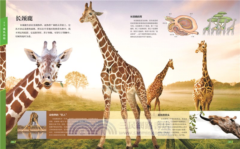 中國兒童動物百科全書(第2版)（簡體書）