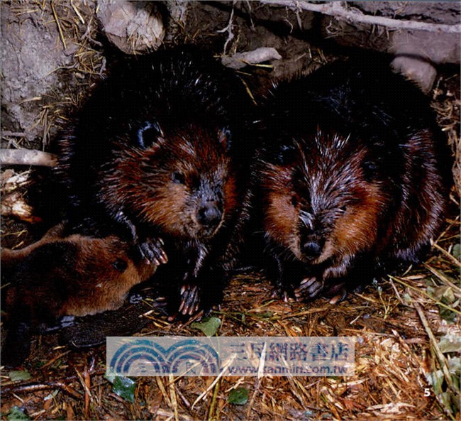 走進海狸的家(漢英對照)（簡體書）