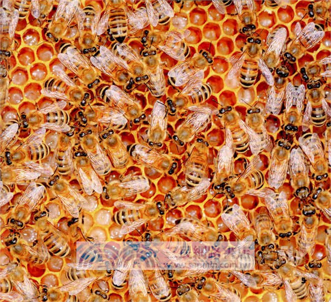 走進蜜蜂的家(漢英對照)（簡體書）