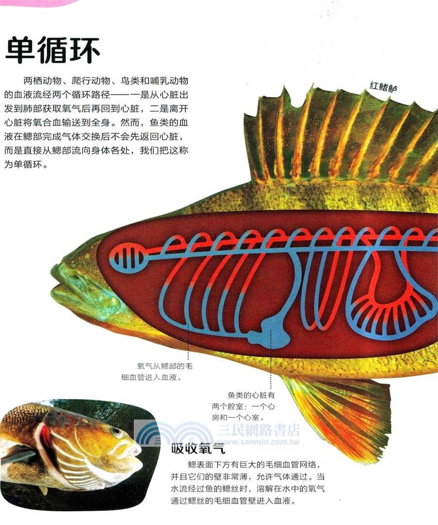 DK兒童動物透視大百科（簡體書）