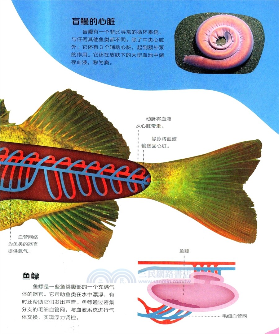 DK兒童動物透視大百科（簡體書）