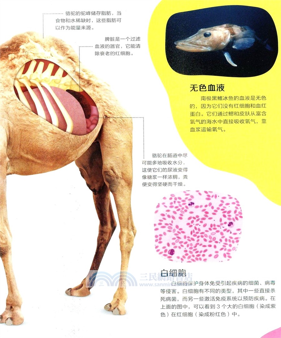DK兒童動物透視大百科（簡體書）