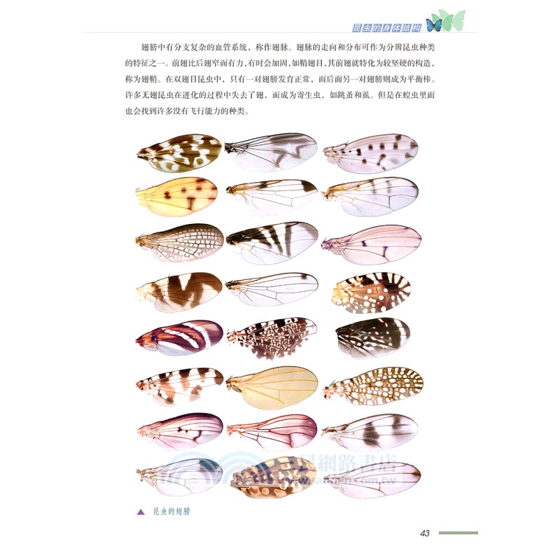 我們的昆蟲朋友：昆蟲科普100問（簡體書）