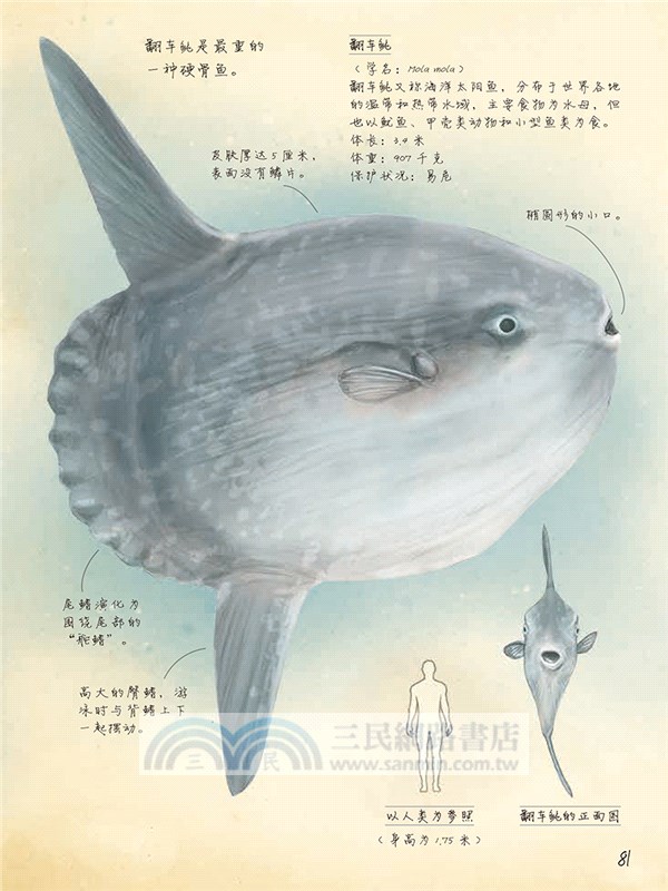 動物筆記：神秘的海洋動物（簡體書）