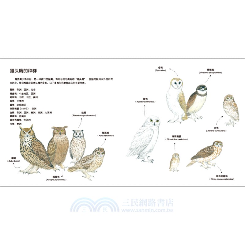 我的野生動物朋友(全8冊)（簡體書）