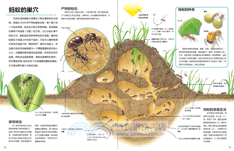 萬物運轉的秘密 昆蟲 簡體書 三民網路書店