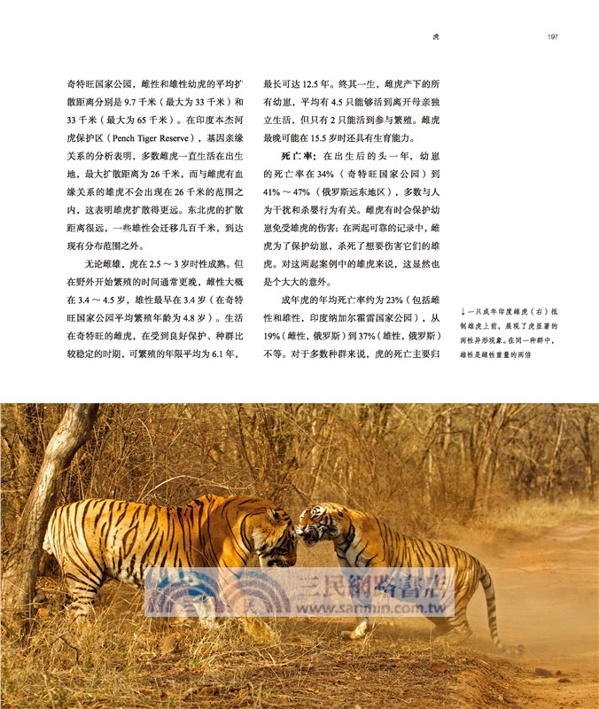 世界野生貓科動物（簡體書）