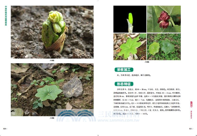 中國珍稀藥用植物圖典(全3冊)（簡體書）