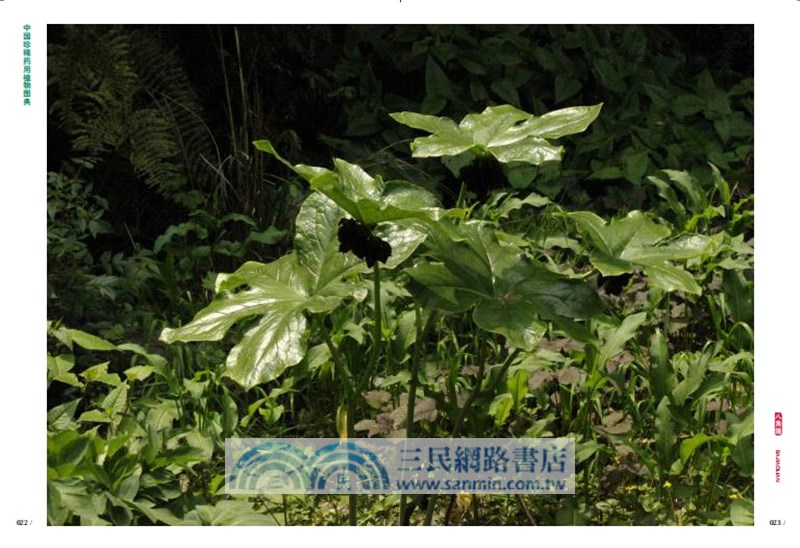 中國珍稀藥用植物圖典(全3冊)（簡體書）