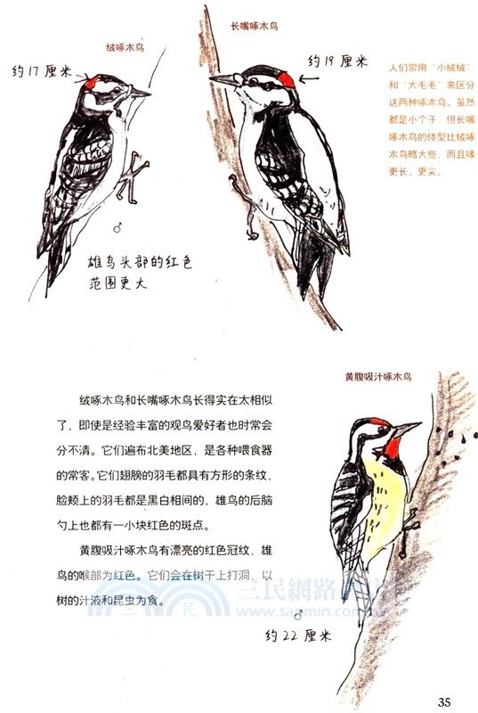 怎樣觀察一隻鳥（簡體書）