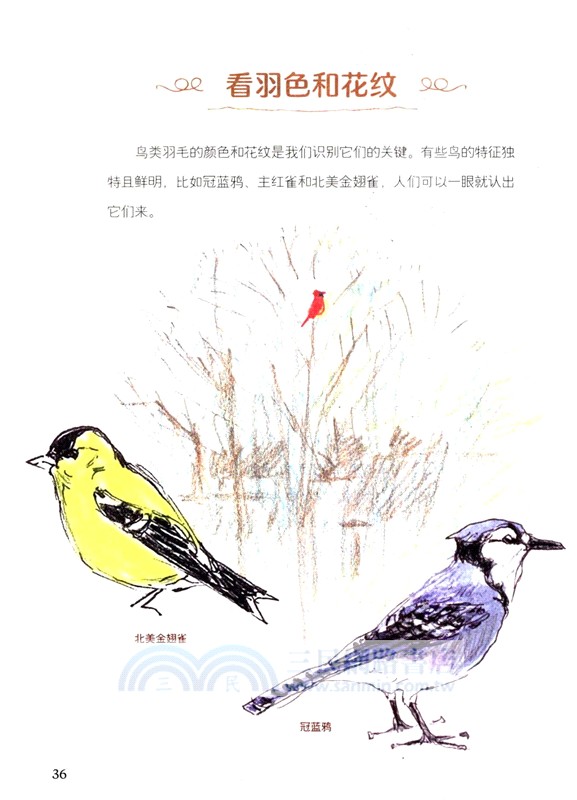 怎樣觀察一隻鳥（簡體書）