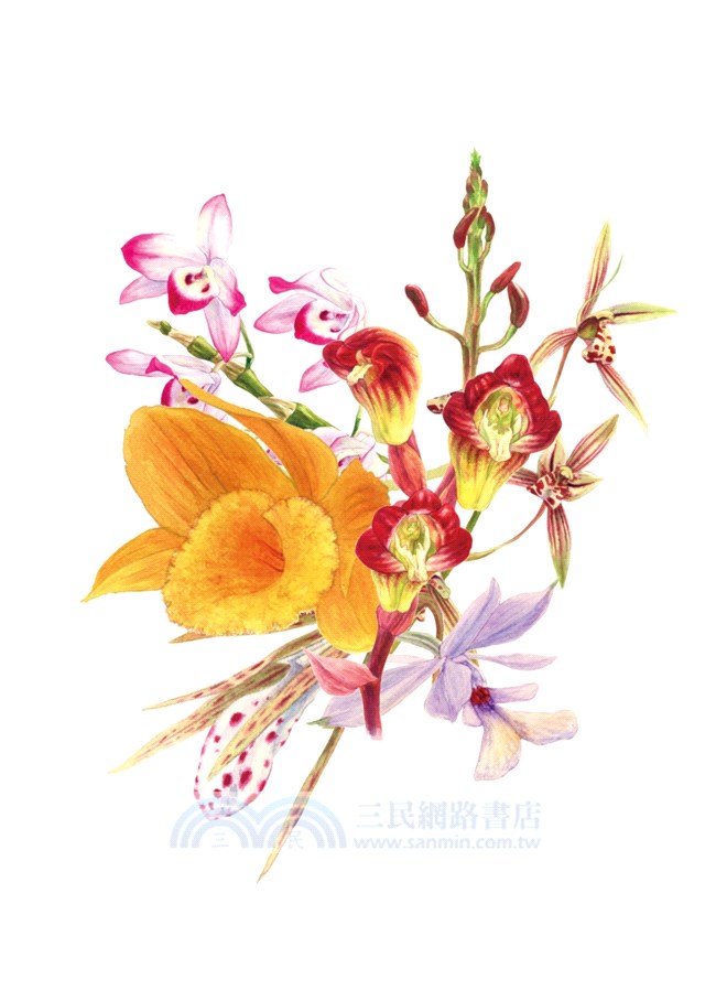 臺灣野生蘭精細插畫明信片：生態畫家林哲緯作品選