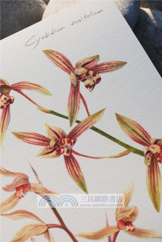臺灣野生蘭精細插畫明信片：生態畫家林哲緯作品選