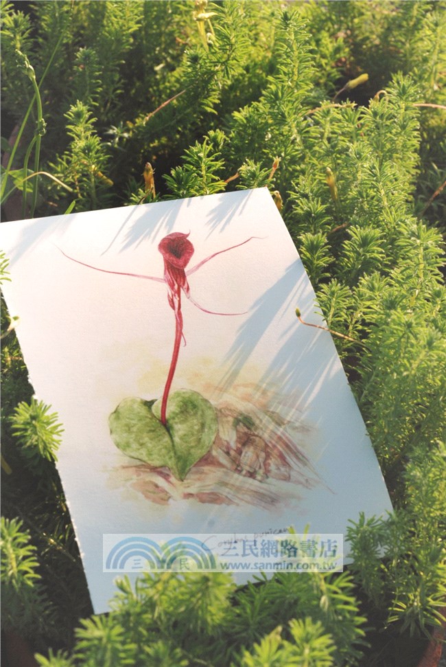 臺灣野生蘭精細插畫明信片：生態畫家林哲緯作品選