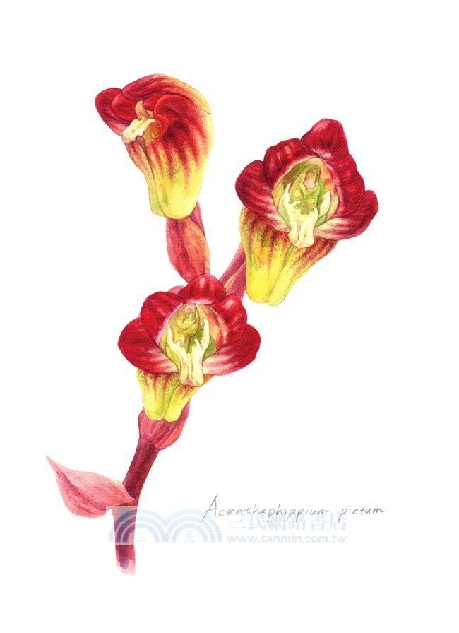 臺灣野生蘭精細插畫明信片：生態畫家林哲緯作品選