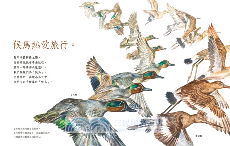 候鳥遷徙大冒險繪本桌遊套組【附贈自然風卡牌好收納袋】（候鳥生態知識，親子師生共讀共遊，SDGs輔助教材）