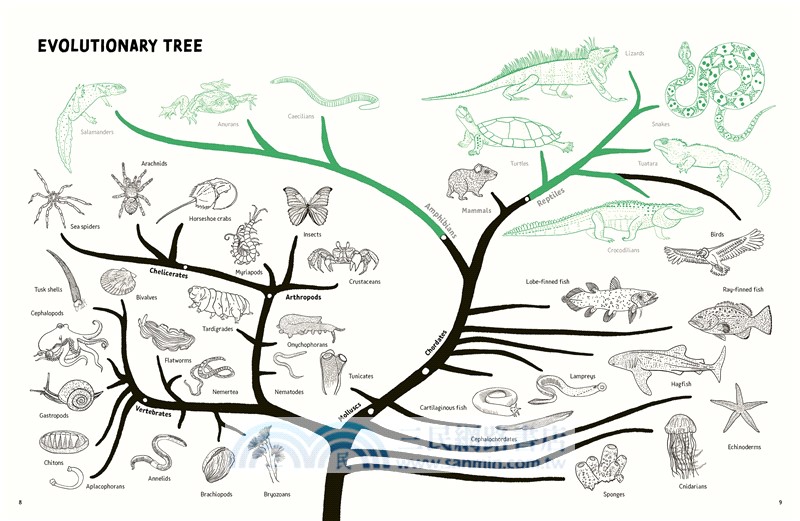 Reptiles and Amphibians of the Americas: Reptiles and Amphibians of the Americas