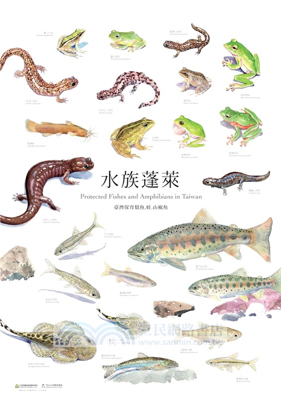 遇見臺灣野生之寶：臺灣陸域保育類野生動物手繪海報（1套8張）