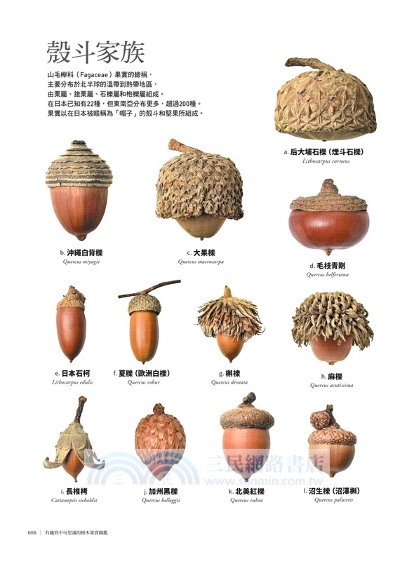 有趣到不可思議的樹木果實圖鑑：300種果實驚人的機能美和造形美，前所未有的鑑賞級寫真