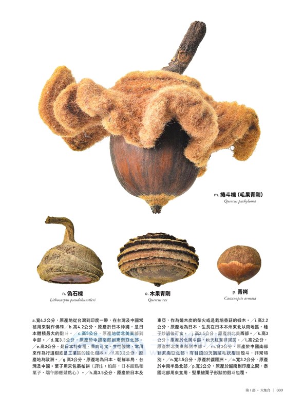 有趣到不可思議的樹木果實圖鑑：300種果實驚人的機能美和造形美，前所未有的鑑賞級寫真