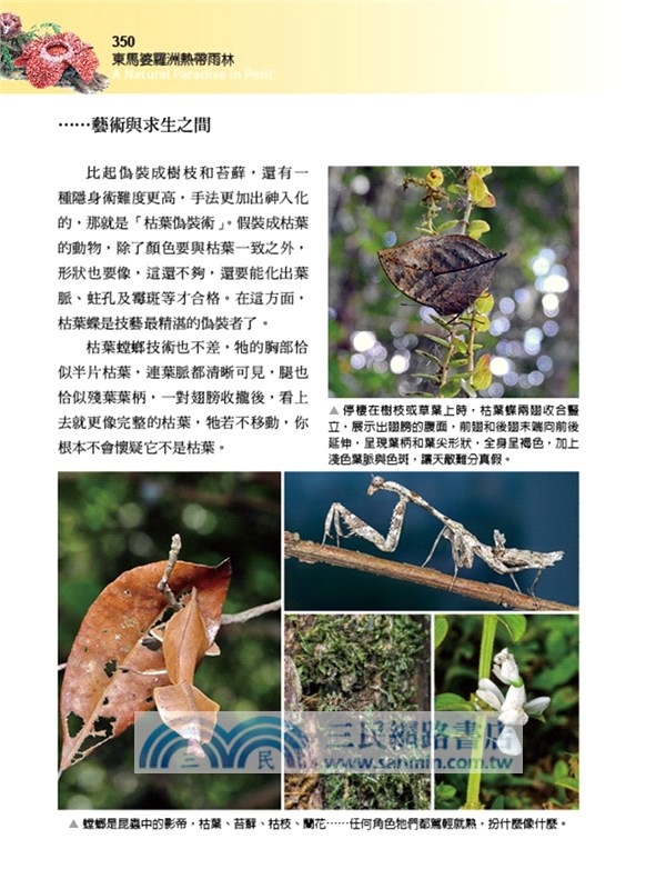 東馬婆羅洲熱帶雨林:崩落的野生物天堂