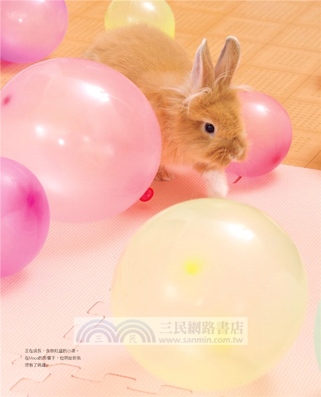 兔子的快樂遊戲書：才藝訓練＆親膚關係