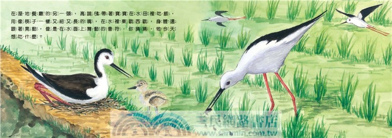 歡迎光臨溼地鳥餐廳